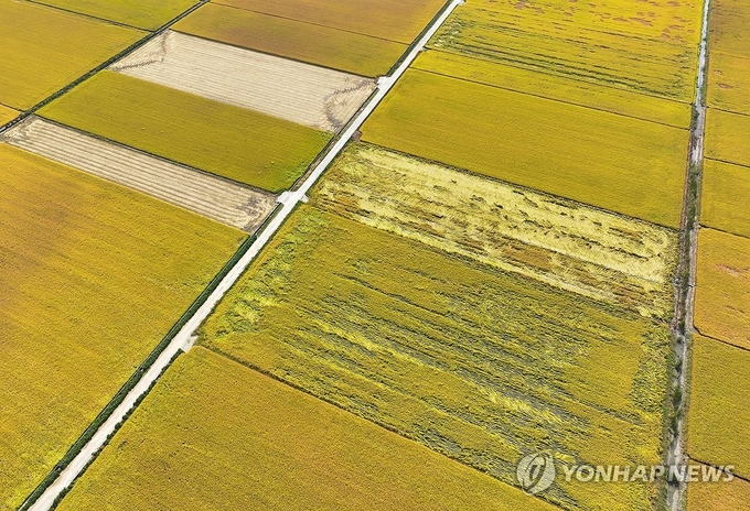 【벼멸구 농업 재해 인정】 (보성=연합뉴스) 지난 10월 8일 전남 보성군 득량만간척지에서 벼멸구 피해를 본 논의 벼가 쓰러져 있다. 농식품부는 해충 벼멸구 확산으로 피해를 본 농지 면적이 3만4천㏊(헥타르·1㏊는 1만㎡)로 집계됐다고 지난 1일 발표했다. 이는 여의도 면적(290㏊)의 117배에 해당한다. 2024.11.15. / 연합뉴스