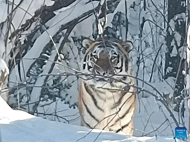 (지린 신화=연합뉴스) 지난 3일 중국 지린성 동북부 백두산(중국 명칭 창바이산<長白山>)에서 휴대전화로 촬영된 야생 백두산 호랑이(시베리아 호랑이) 모습. 2024.12.5. / 연합뉴스