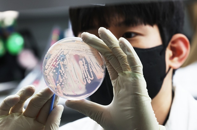 기온이 오르며 식중독 위험이 증가하고 있는 19일 경기도 수원시 권선구 경기도보건환경연구원에서 연구원들이 식중독균 배양분리작업을 시연하고 있다. / 연합뉴스