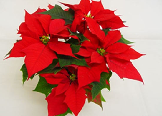 캔들라이트 (사진=농촌진흥청)