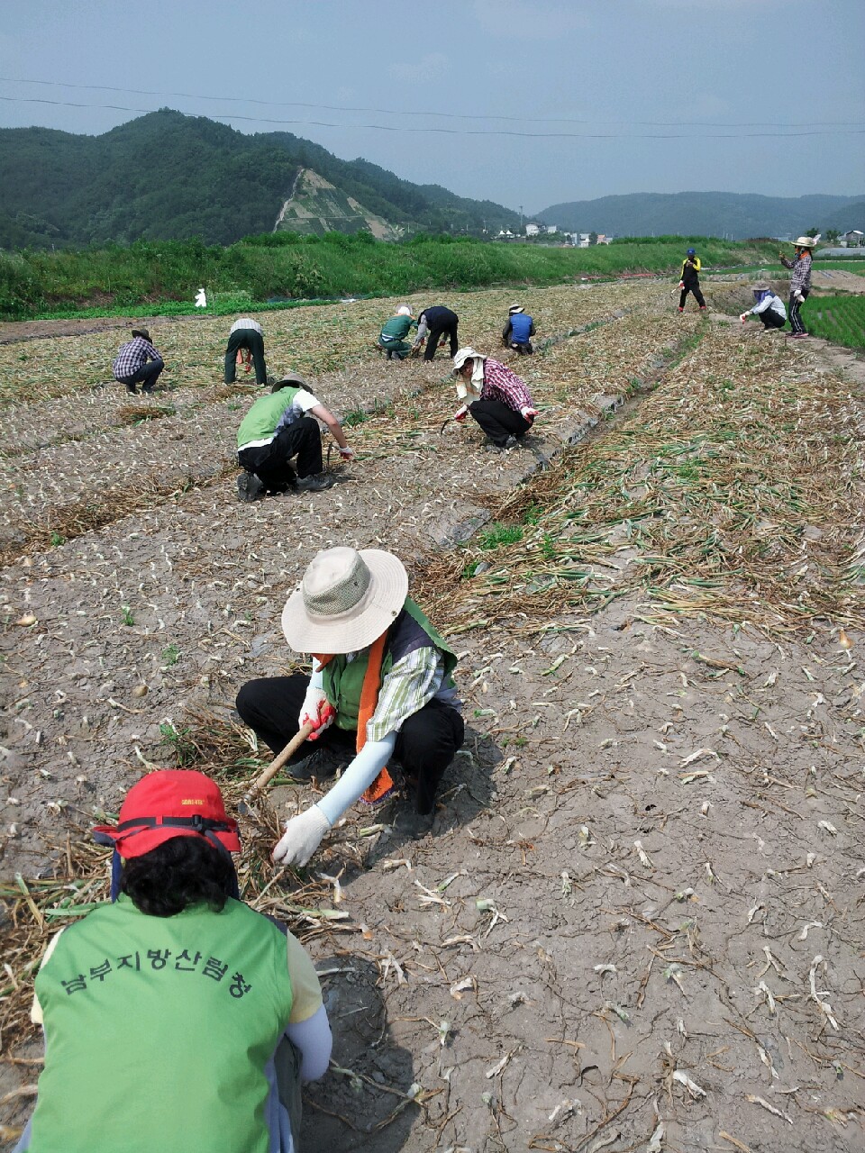 남부지방산림청(청장 김판석)은 농촌 인구감소와 고령화 등으로 어려움을 겪고 있는 지역 농업인들의 부족한 일손을 지원하기 위해 21일 경북 안동시 일직면 원호리 양파재배 농가에서 직원들이 농번기 농촌 일손돕기에 나섰다. (사진=산림청)