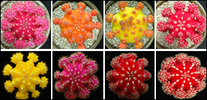 (사진=농촌진흥청)