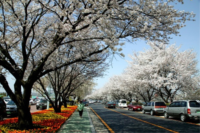안동 낙동강변 벚꽃거리.(사진=경북도)