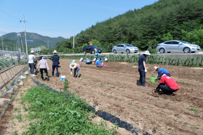 공무원 농촌봉사활동.(사진=영덕군)