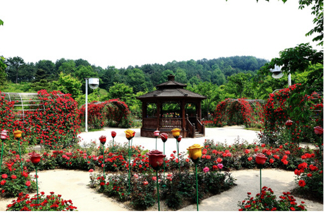 500만 송이 장미꽃이 활짝.(사진=대전광역시)