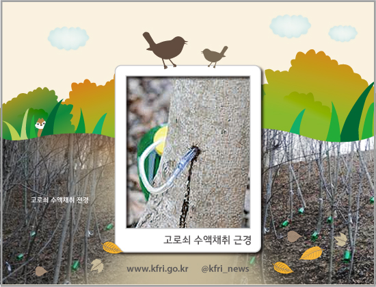 (사진=산림청)