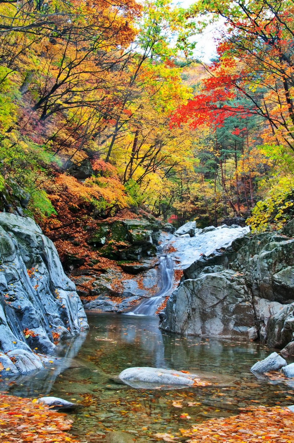 (사진=산림청)